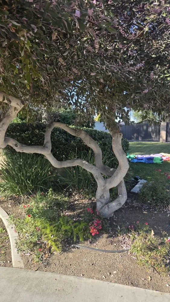 Reliable landscape design for residential properties in Redlands, CA by Inland Empire Yard Care and Junk Hauling