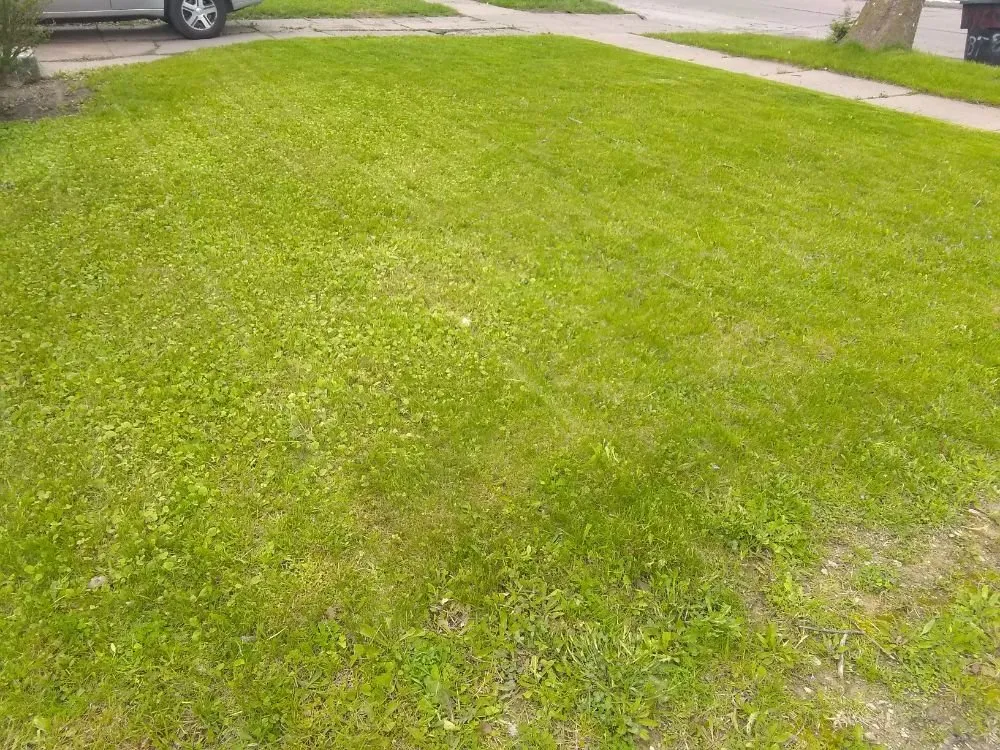 Affordable lawn care service in Detroit, MI by Inner City Services
