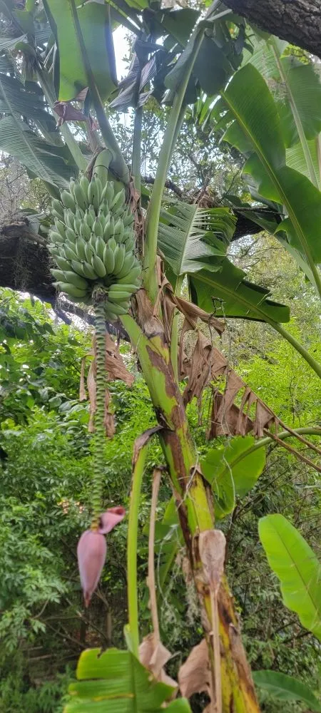 Reliable lawn care service for residential properties in Dade City, FL by Inner Roots