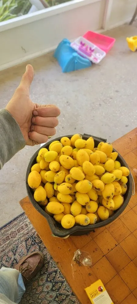 Reliable lawn mowing service for year-round maintenance across Dade City, FL - Inner Roots