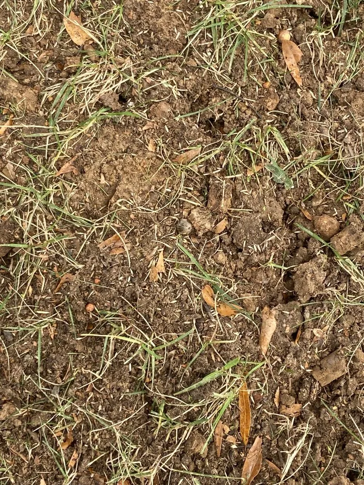 Expert yard maintenance in Charlotte, NC - Innova Landscaping