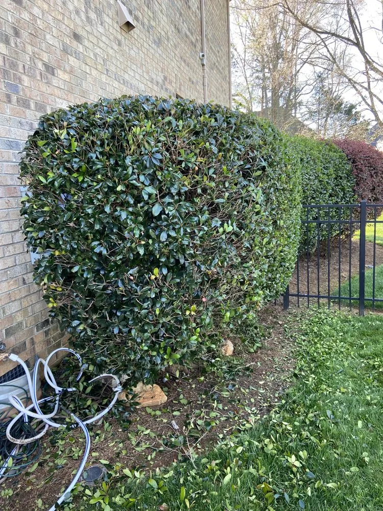 Professional outdoor landscaping in Charlotte, NC by Innova Landscaping