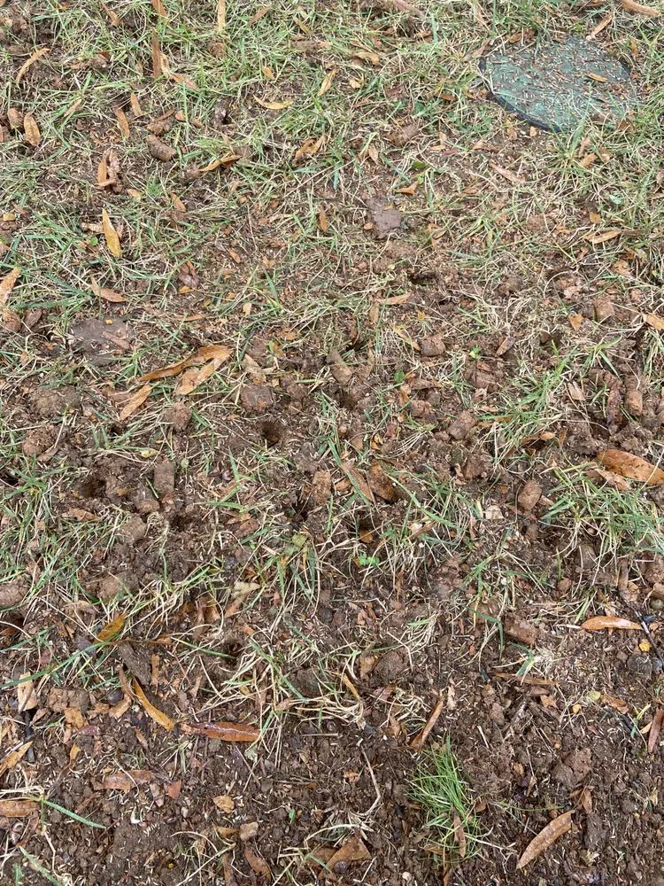 Expert landscaping services for year-round maintenance across Charlotte, NC - Innova Landscaping