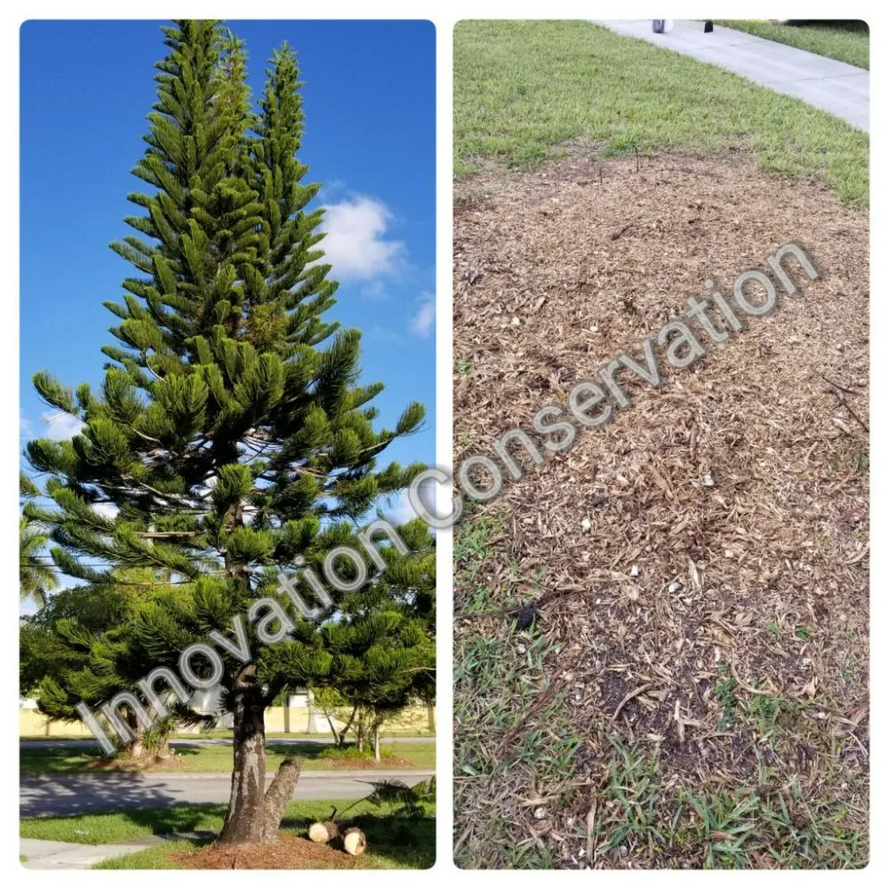 Trusted residential landscaping for homes across Miami, FL - Innovation Conservation