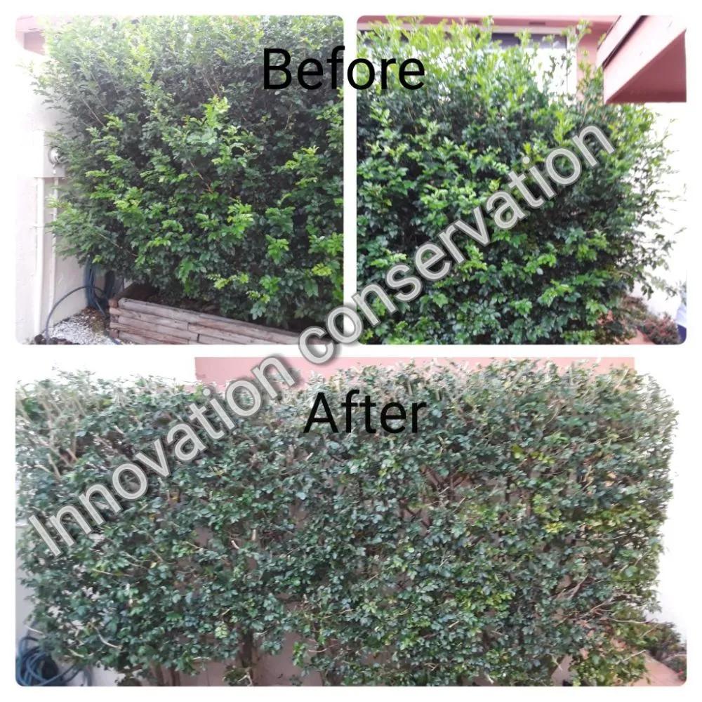 Professional lawn care service for beautiful yards across Miami, FL - Innovation Conservation