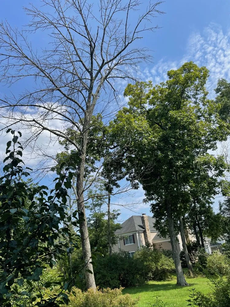 Top-rated garden landscaping in Bedminster, NJ by Innovation Tree Service