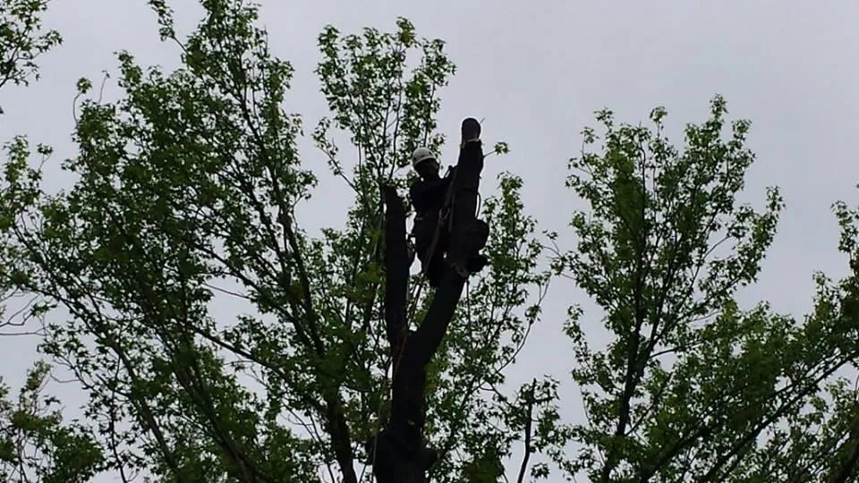 Top-rated outdoor landscaping for homes across Bedminster, NJ - Innovation Tree Service