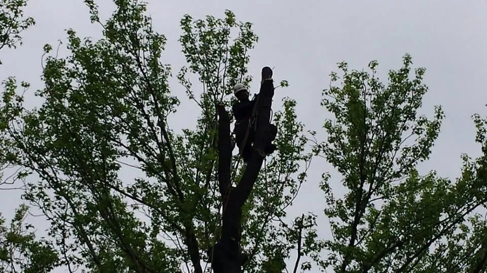 Professional garden landscaping for beautiful yards in Bedminster, NJ by Innovation Tree Service