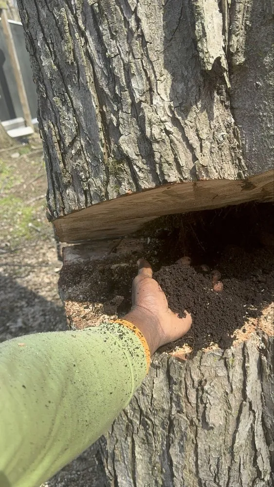 Reliable landscaping services experts serving Rochester Ny, NY - Innovation Tree Services