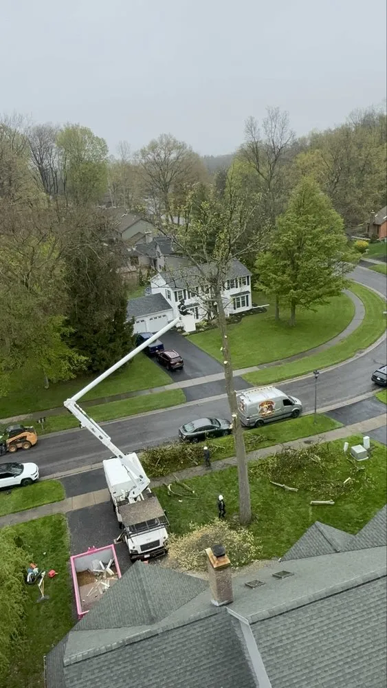 Affordable yard cleanup service in Rochester Ny, NY - Innovation Tree Services