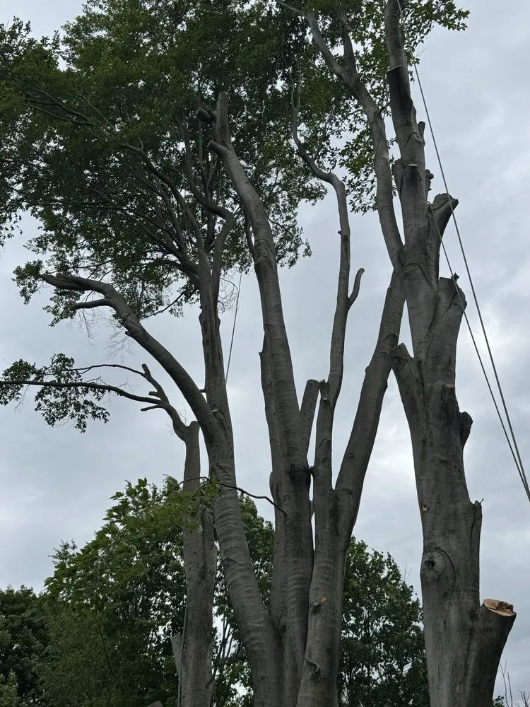 Custom yard cleanup service for homes across Rochester Ny, NY - Innovation Tree Services