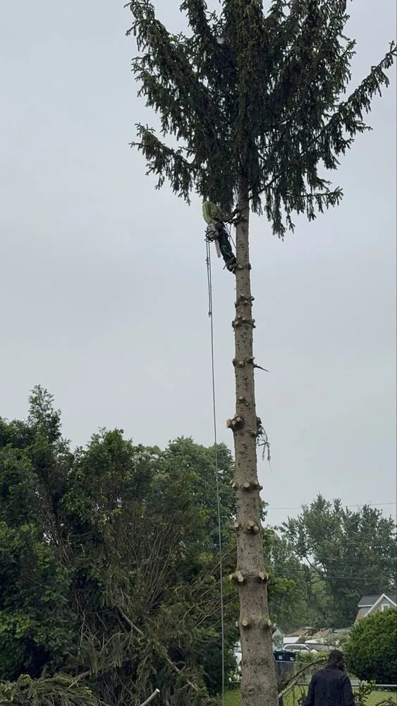 Custom residential landscaping for homes across Rochester Ny, NY - Innovation Tree Services