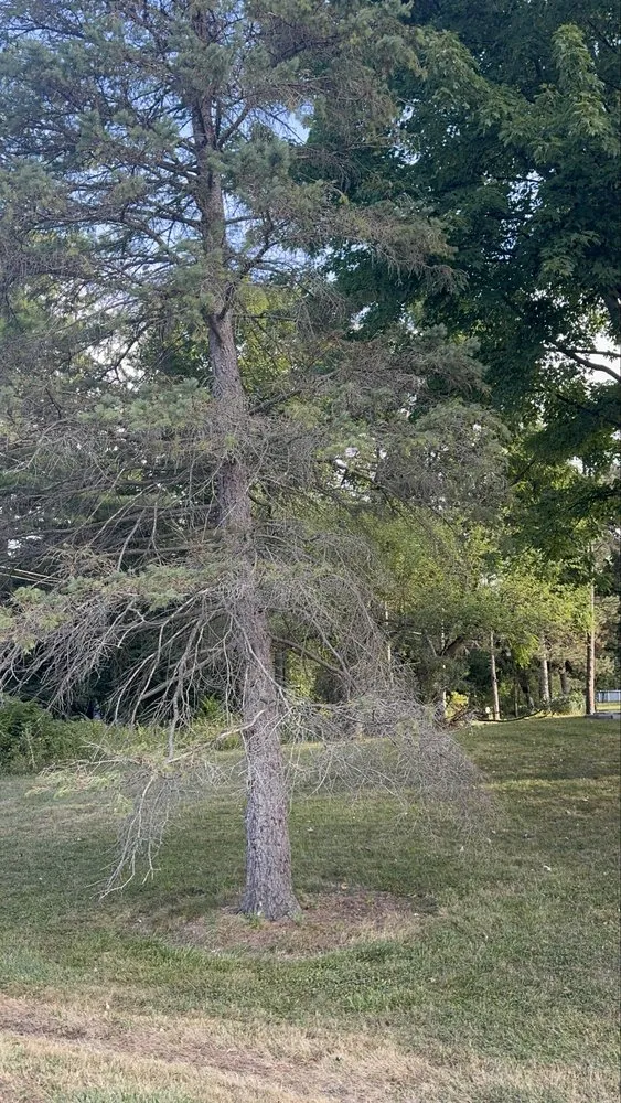 Custom outdoor landscaping in Rochester Ny, NY by Innovation Tree Services