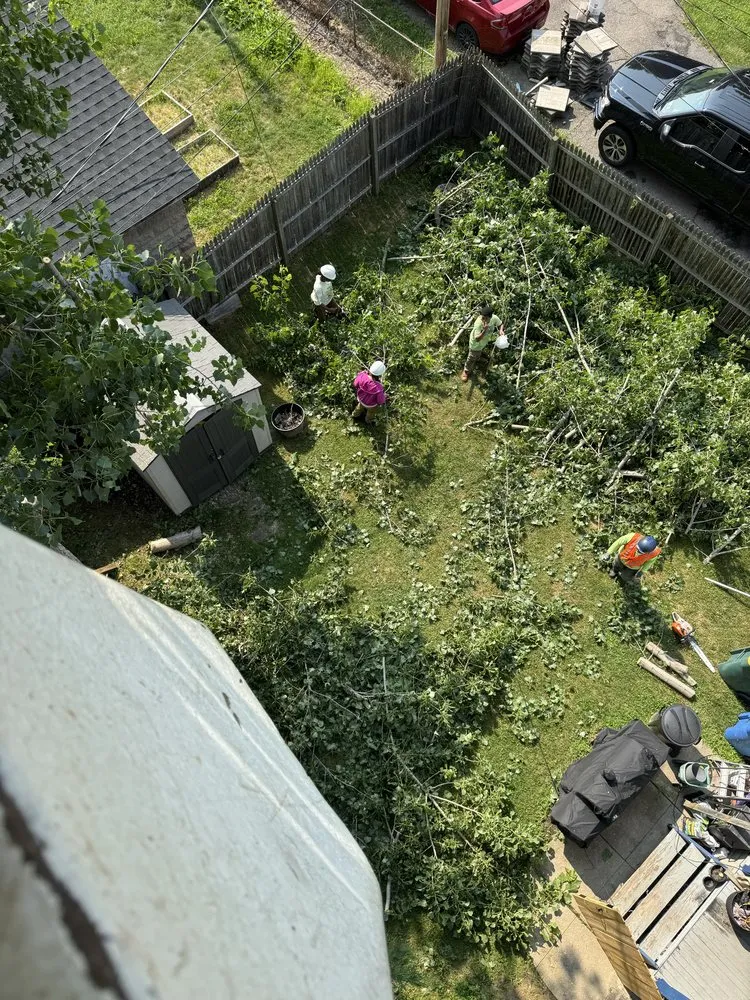 Custom yard cleanup service experts serving Rochester Ny, NY - Innovation Tree Services