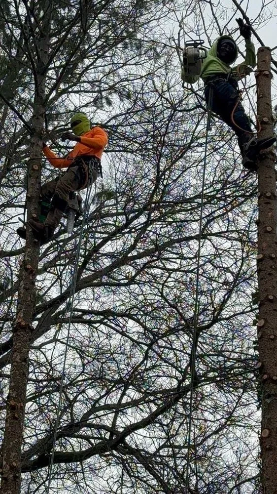 Trusted lawn care service for residential properties across Rochester Ny, NY - Innovation Tree Services