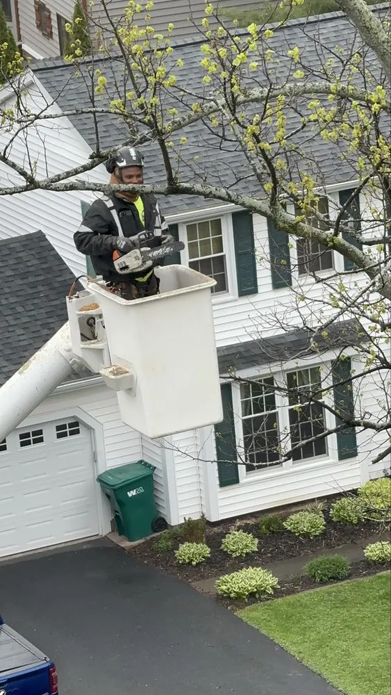 Top-rated lawn mowing service experts serving Rochester Ny, NY - Innovation Tree Services