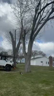 Innovation Tree Services