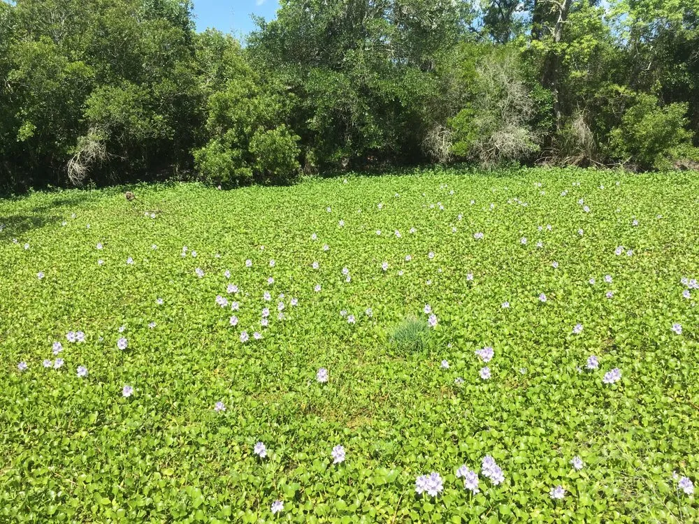 Local residential landscaping for residential properties in New Orleans, LA by Innovative Aquatic Solutions