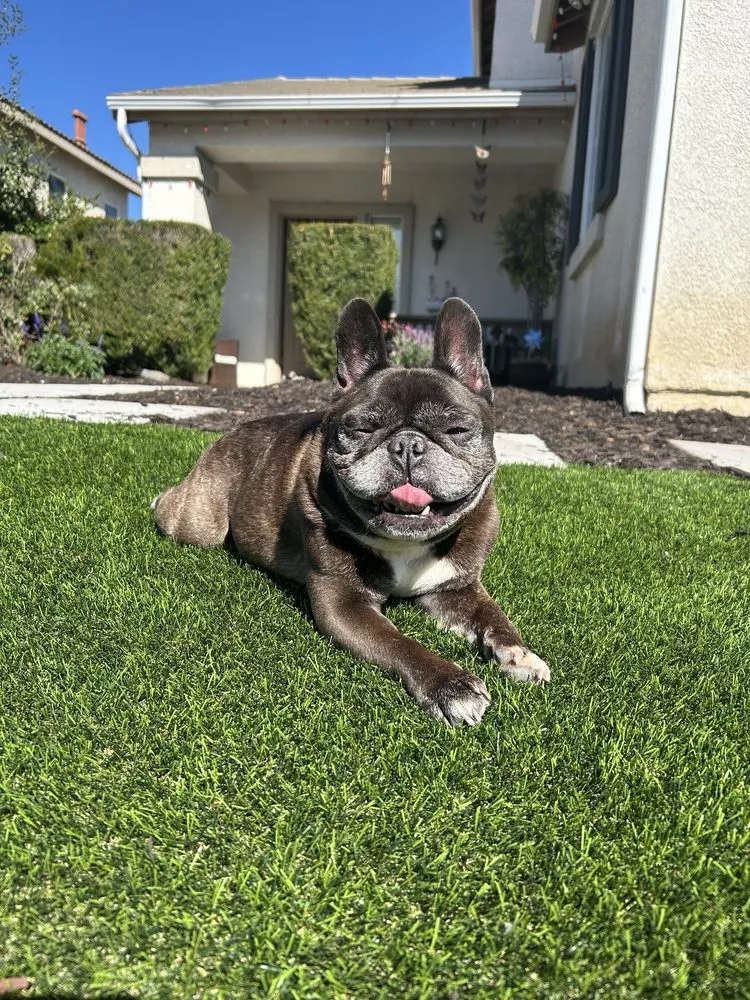 Professional lawn mowing service experts serving San Jacinto, CA - Innovative Growth Landscape