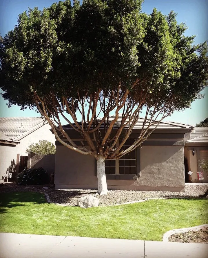 Local lawn mowing service near you in Avondale, AZ by Innovative Landscape & Tree Care