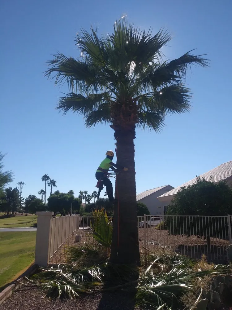 Top-rated residential landscaping in Avondale, AZ - Innovative Landscape & Tree Care