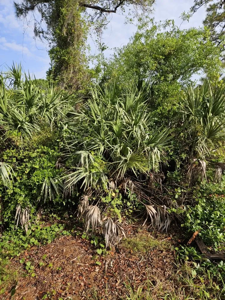 Professional lawn mowing service in Mims, FL - Innovative Landworks & Site Development