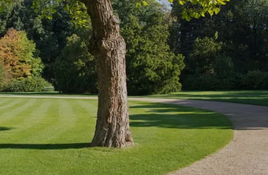 Innovative Lawncare Logo