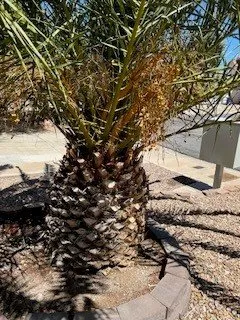 Custom residential landscaping in Henderson, NV by Innovative Outdoors