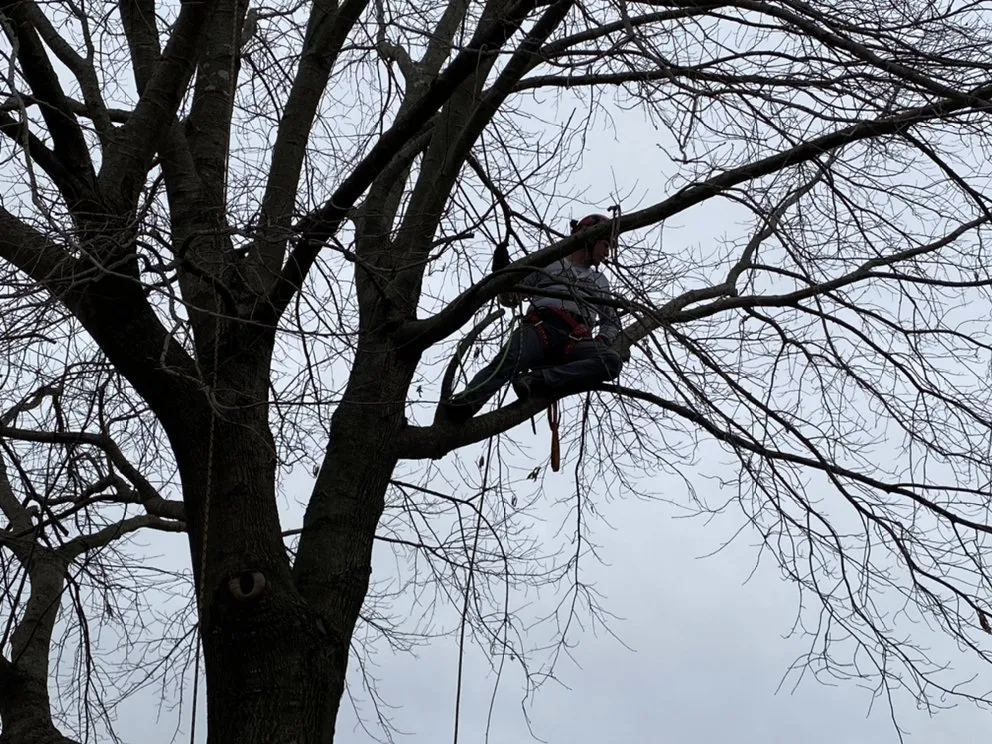 Affordable landscape installation in Owasso, OK - Innovative Tree and Landscape