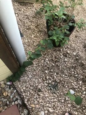 Innovative Water Solutions Logo