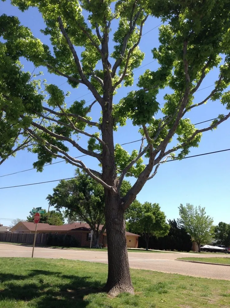 Affordable landscape design for homes across Del Rey, CA - Inostros Landscaping And Lawn Care