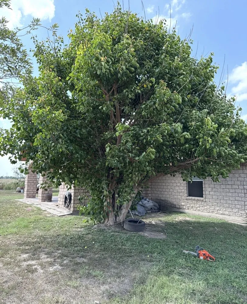 Professional landscape installation for residential properties in San Benito, TX by Insane Performance Landscaping