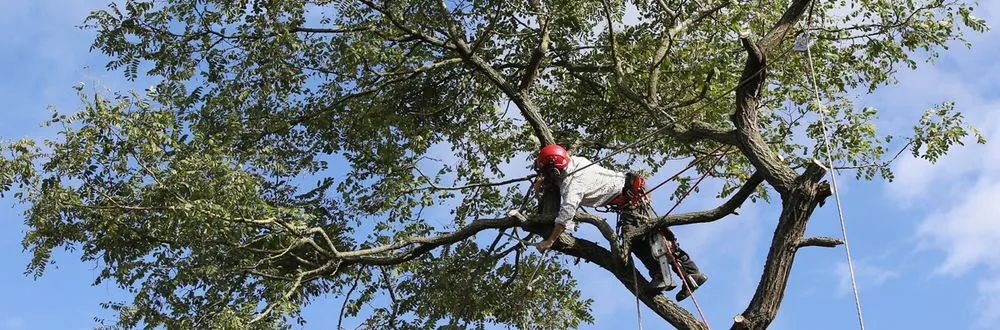 Trusted landscape installation in Sonora, CA by Inside & Out