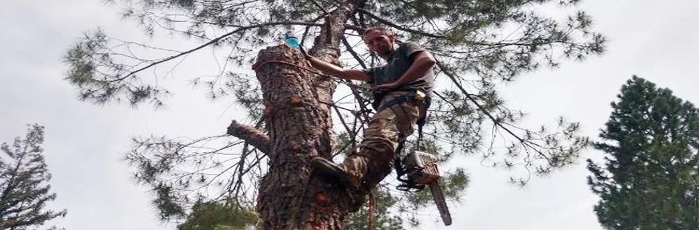 Local yard maintenance in Sonora, CA - Inside & Out