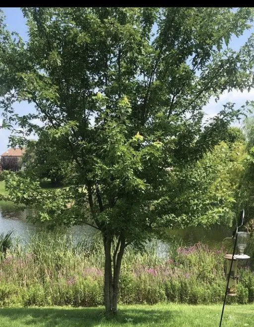 Trusted garden landscaping for residential properties across Lebanon, IN - Inside Outside Chores