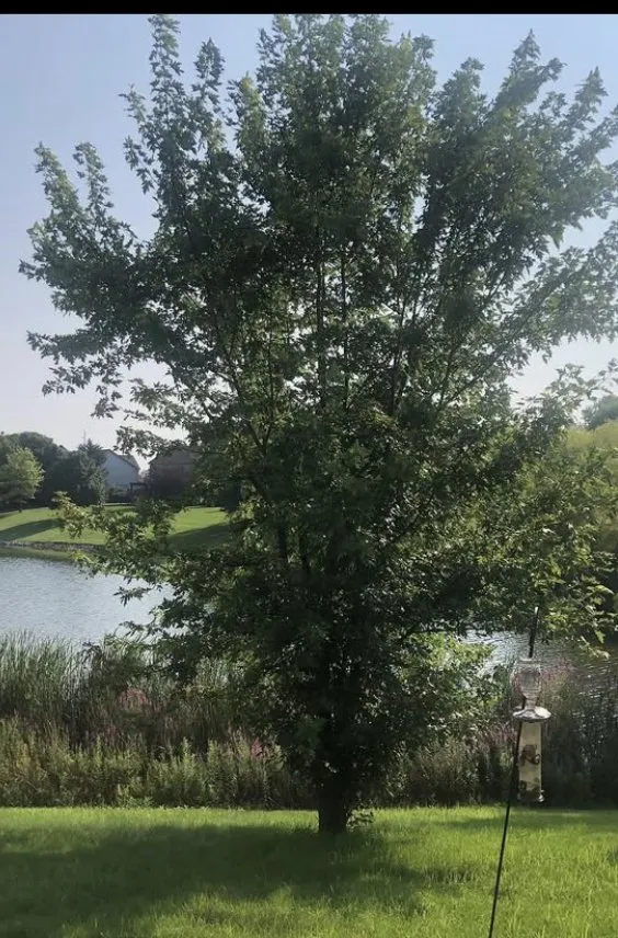 Top-rated yard maintenance in Lebanon, IN - Inside Outside Chores