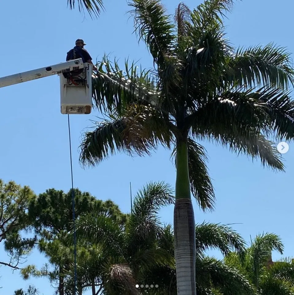 Professional outdoor landscaping for year-round maintenance in Royal Palm Beach, FL by Insight Environmental Solutions