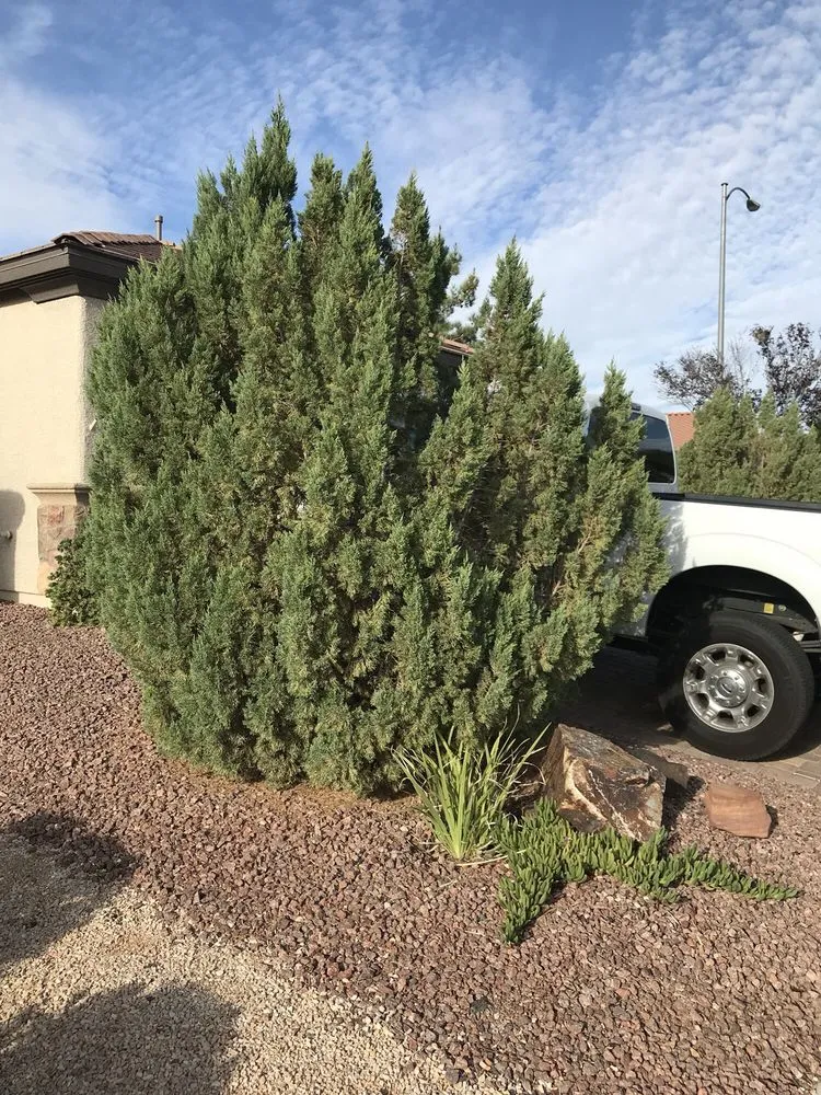 Expert garden landscaping for beautiful yards in Henderson, NV by Inspirada Landscaping