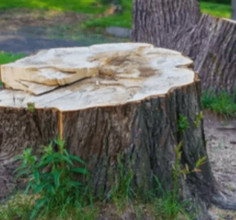 Custom landscaping services for outdoor upgrades across Covington, GA - Instant Rain Landscape