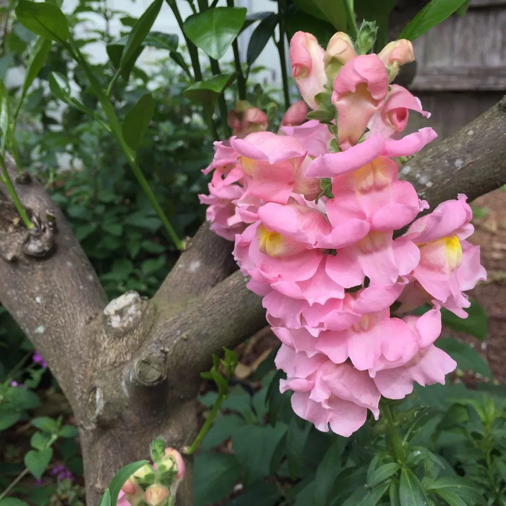 Affordable yard maintenance in New Orleans, LA - Instar