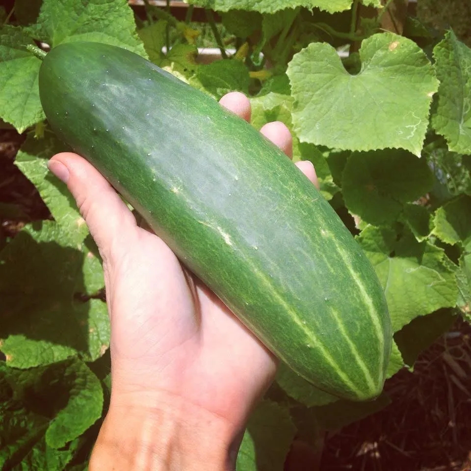 Local yard maintenance in New Orleans, LA by Instar