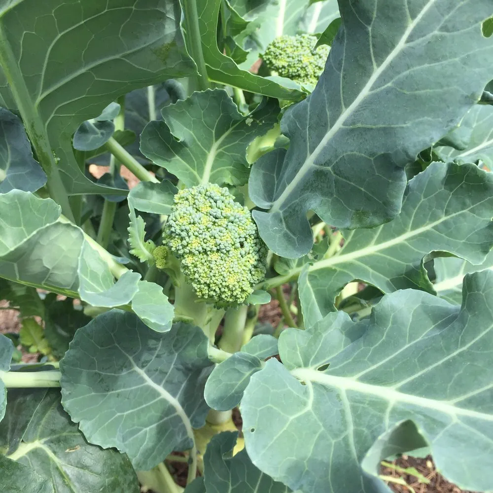 Local landscape design for residential properties in New Orleans, LA by Instar