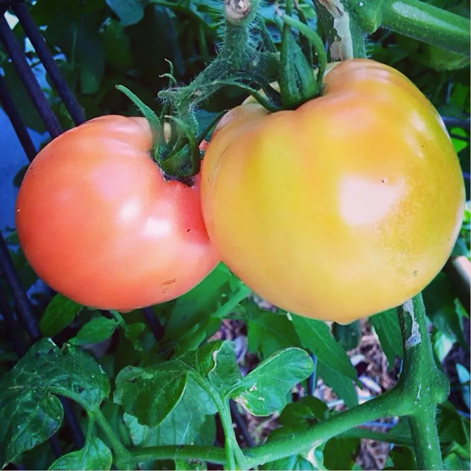 Custom residential landscaping with custom design in New Orleans, LA by Instar