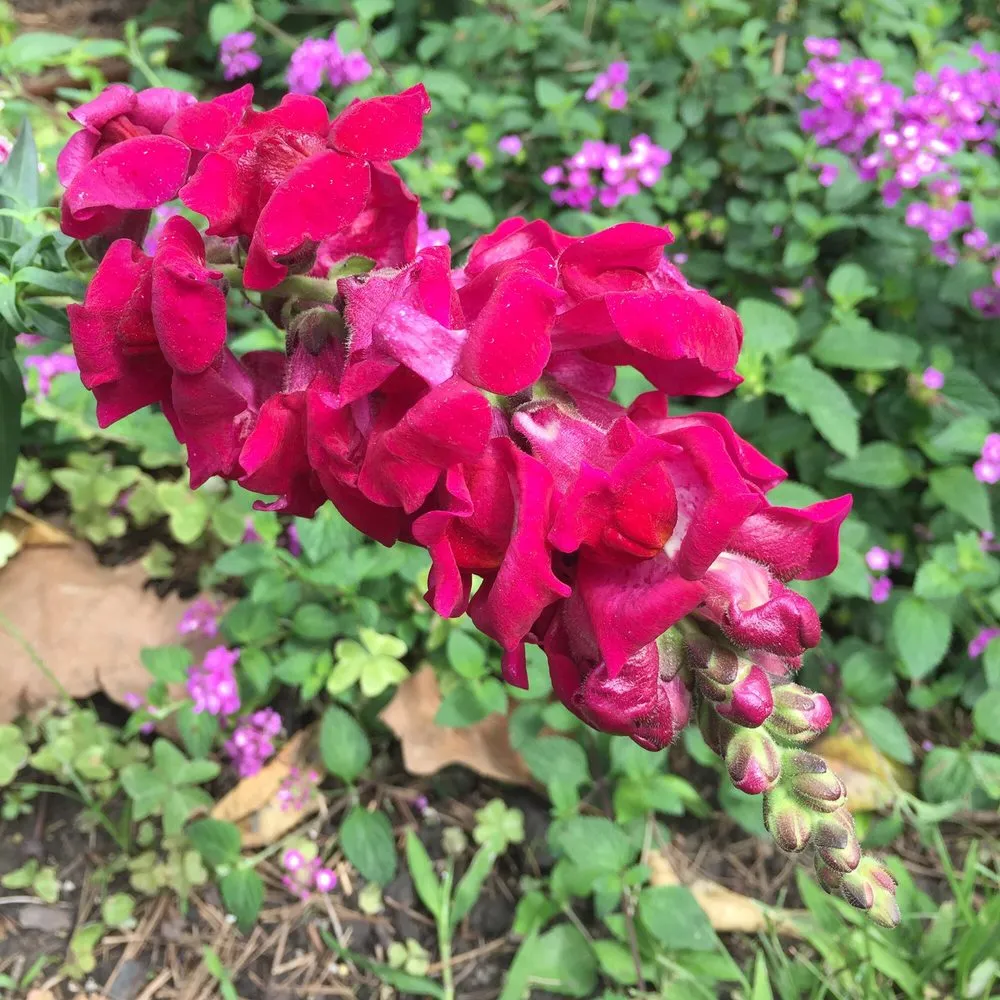 Local garden landscaping near you in New Orleans, LA by Instar