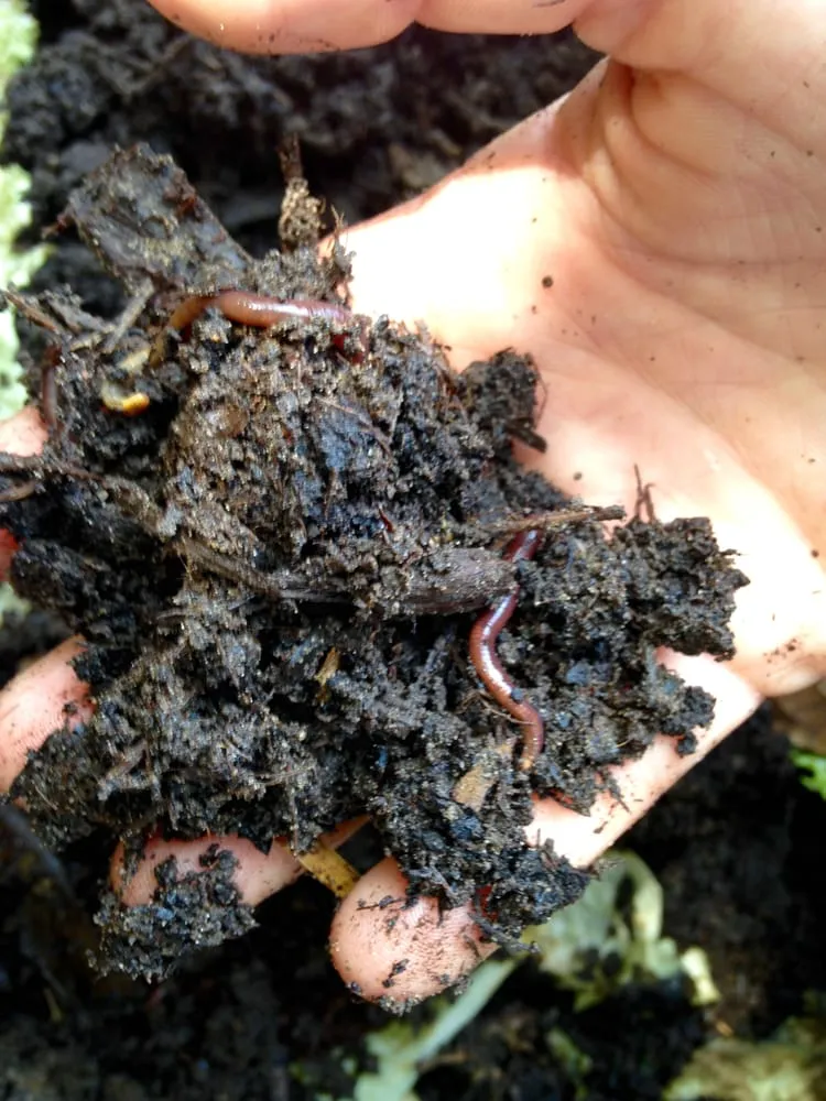 Custom yard cleanup service experts serving New Orleans, LA - Instar