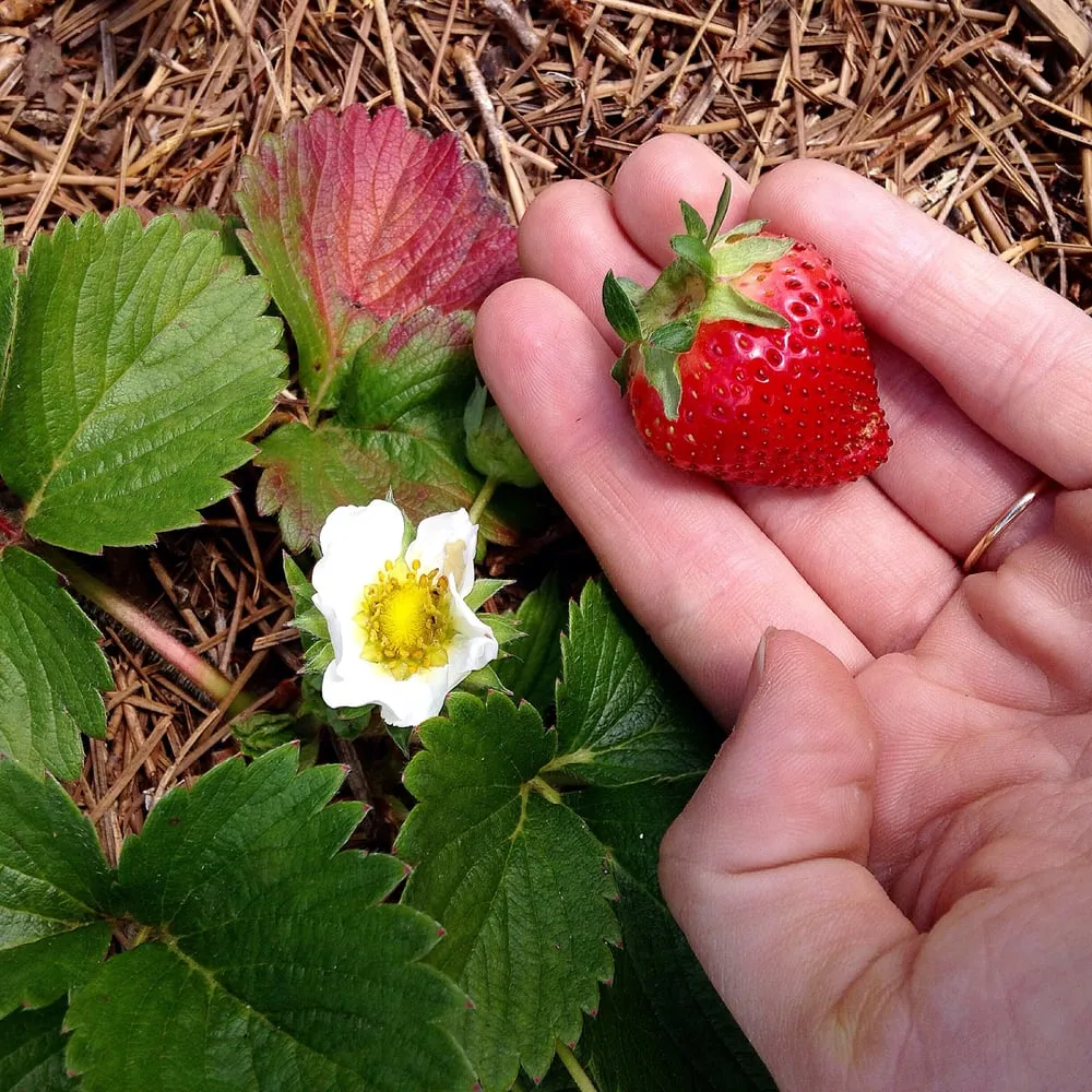Local yard cleanup service in New Orleans, LA - Instar