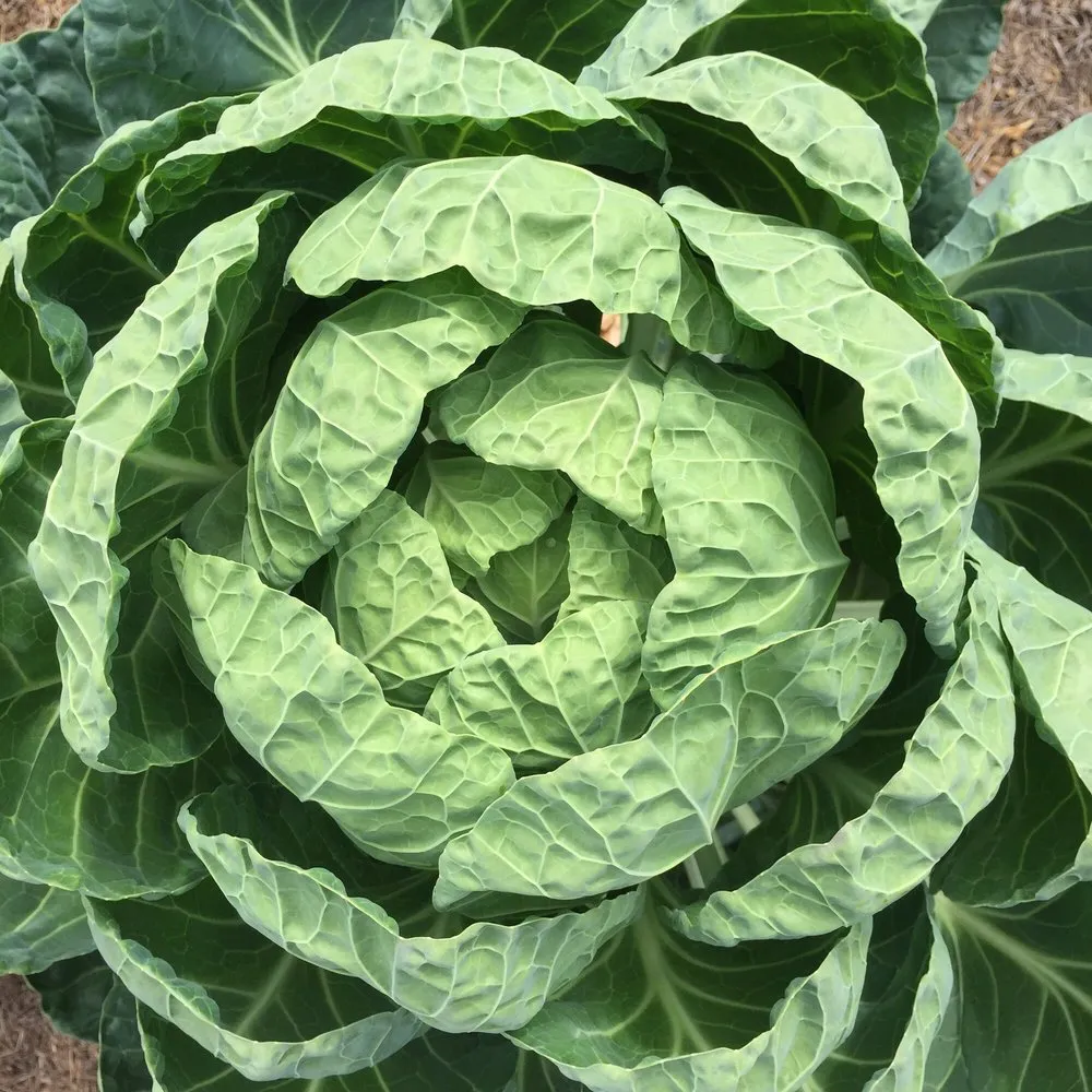 Trusted yard cleanup service in New Orleans, LA by Instar