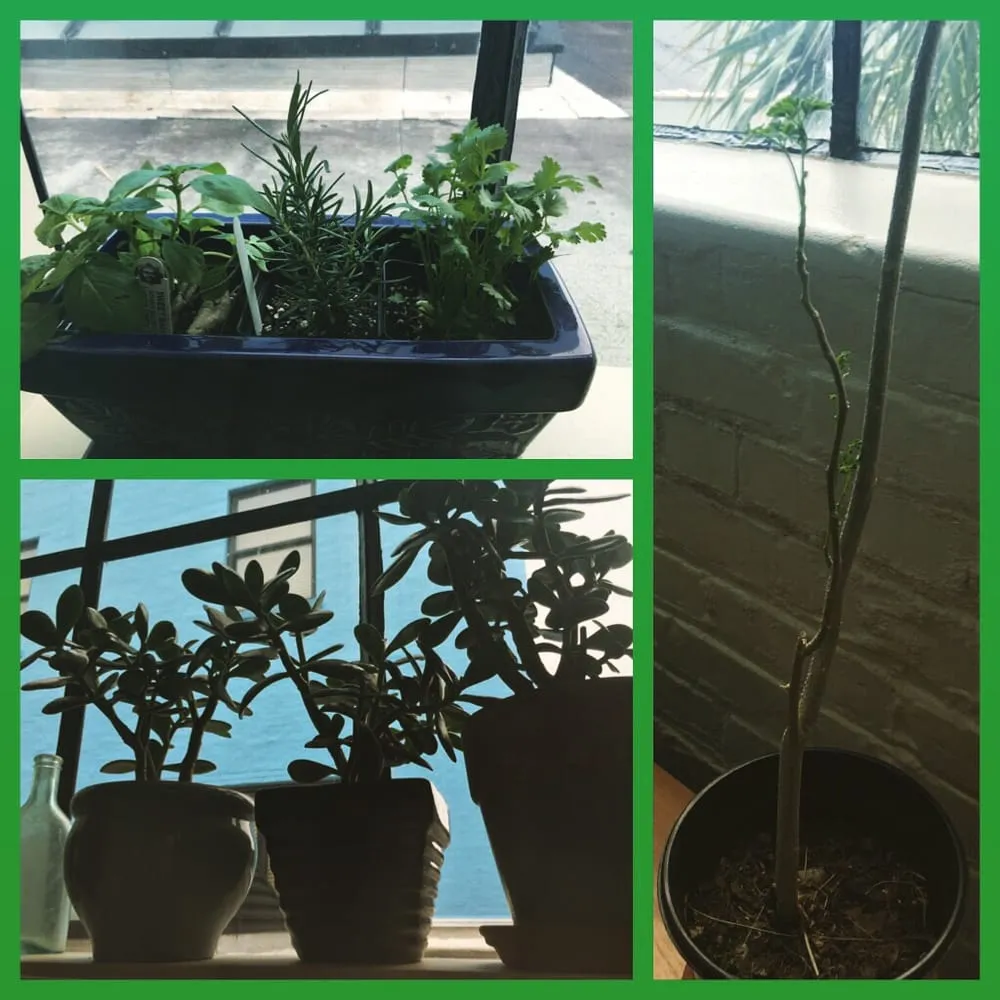 Affordable outdoor landscaping experts serving New Orleans, LA - Instar