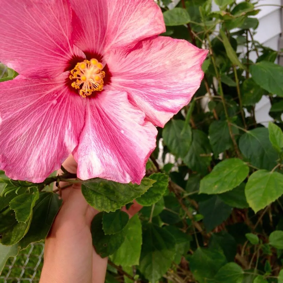 Trusted yard cleanup service for homes in New Orleans, LA by Instar