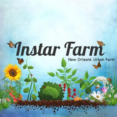 Instar Logo